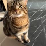 Photo de chat perdu à Marcoing