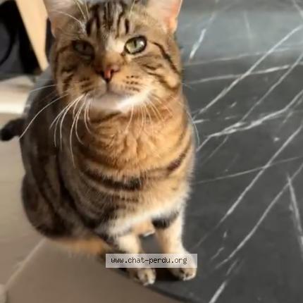 Photo 1/1 Shadow Chat perdu à Marcoing