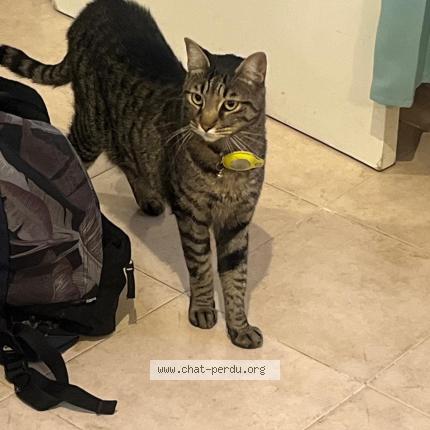 Photo de chat perdu à Carces