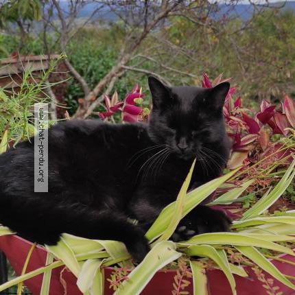 Photo de chat perdu à Aiguefonde