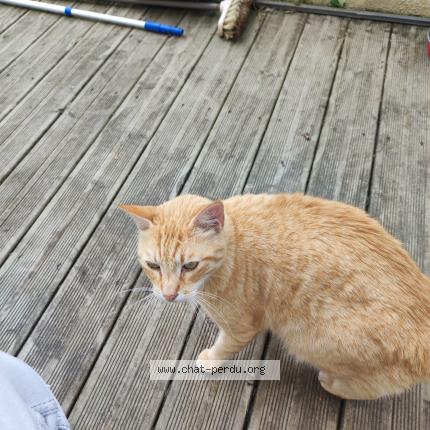 Photo 1/1 Church Chat perdu à Plouguerneau