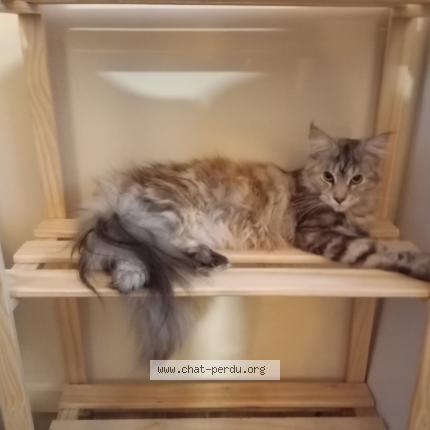 Photo de chat perdu à Bompas