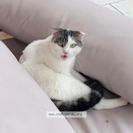Photo de chat perdu à Caluire Et Cuire
