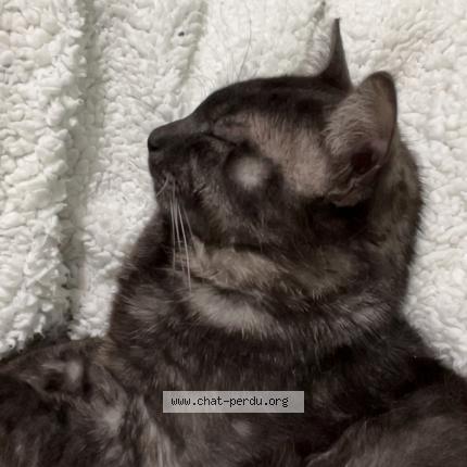 Photo 1/1 Tigrou Chat perdu à Dainville