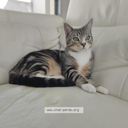 Photo de chat perdu à Pornic