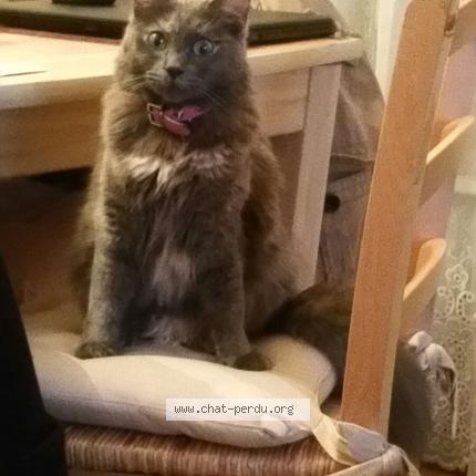 Photo de chat perdu à Montreuil