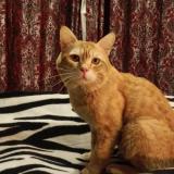 Photo de chat perdu à Islamabad