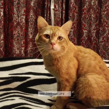 Photo 1/1 Scooter Chat perdu à Islamabad