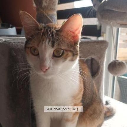 Photo 1/1 Abby Chat perdu à Aniane
