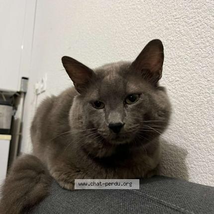 Photo 1/1 Doudou Chat perdu à Tournefeuille