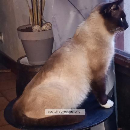 Photo 1/1 Chat retrouvé Perdu à Boigny Sur Bionne