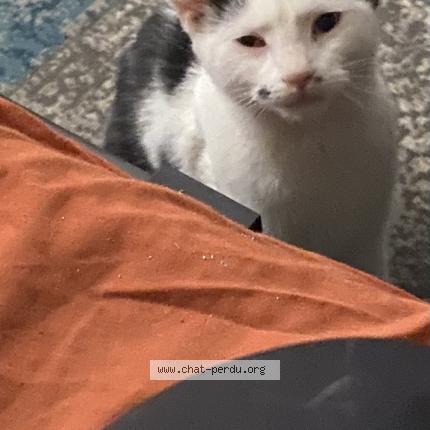 Photo 1/1 Chat retrouvé Perdu à Toulouse