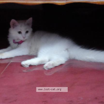 Photo 1/1 Sanam Chat perdu à Vijayawada