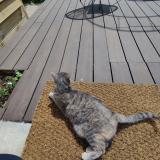 Photo de chat perdu à Elancourt