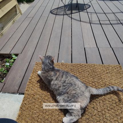 Photo 1/1 Chat retrouvé Perdu à Elancourt