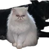 Photo de chat perdu à Melbourne