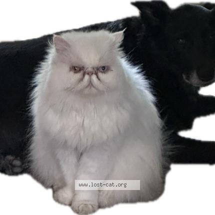 Photo 1/1 Jana Chat perdu à Melbourne