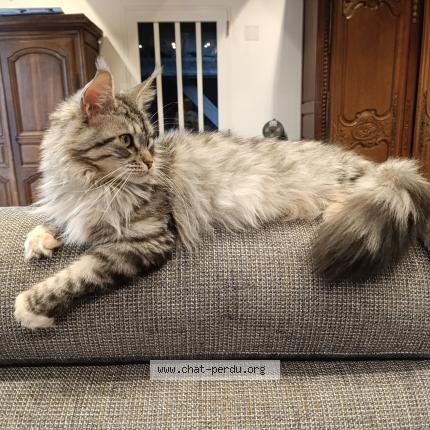Photo de chat perdu à Nointel
