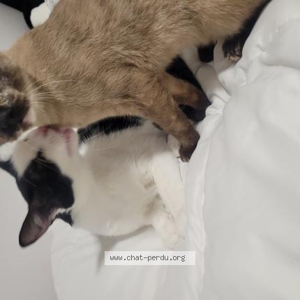 Photo 1/1 Bea Chat perdu à Vaudreuil dorion