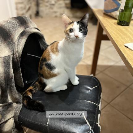 Photo de chat perdu à Labrousse