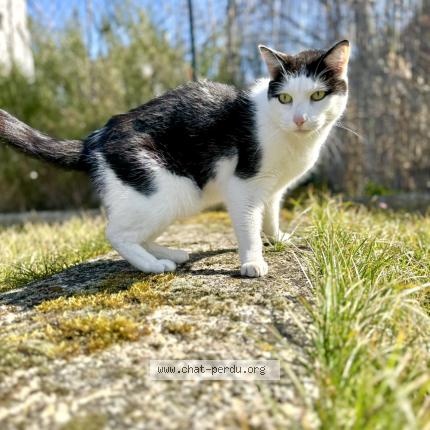Photo de chat perdu à Mutzig