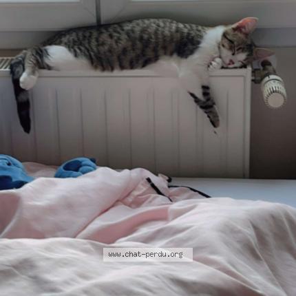 Photo de chat perdu à Antigny