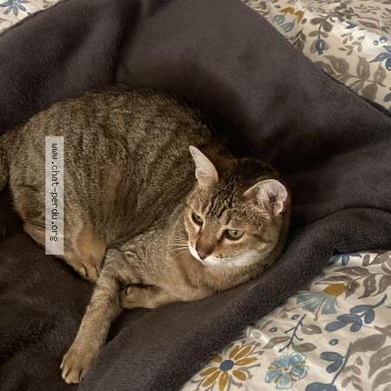 Photo de chat perdu à Cannes La Bocca