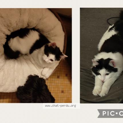 Photo 1/1 Chat retrouvé Perdu à Le Creusot