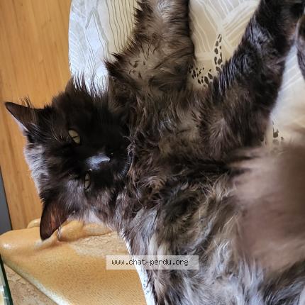 Photo 1/1 Nala Chat perdu à Lorient