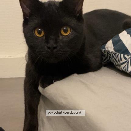 Photo 1/1 Pablo Chat perdu à Neuve maison
