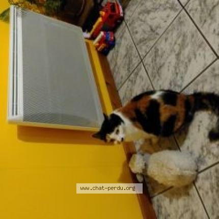 Photo de chat perdu à Brumath