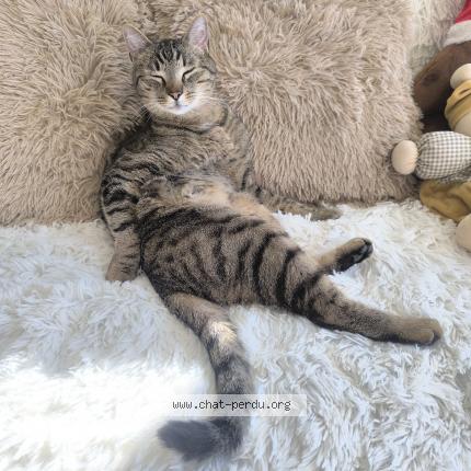 Photo 1/1 Rocket Chat perdu à Glisolle