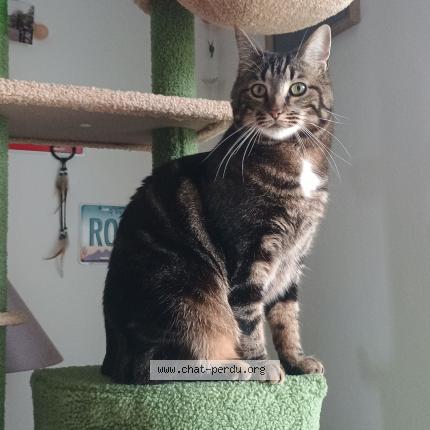Photo 1/1 Chat retrouvé Perdu à Saint lo