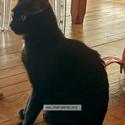 Photo 1/1 SCOFIELD Chat perdu à Moulins les metz