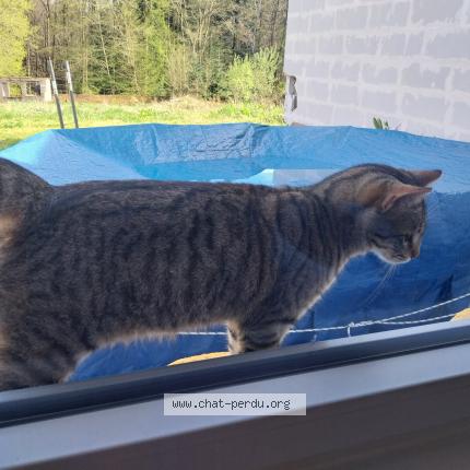 Photo 1/1 Chat retrouvé Trouvé à Chantraine