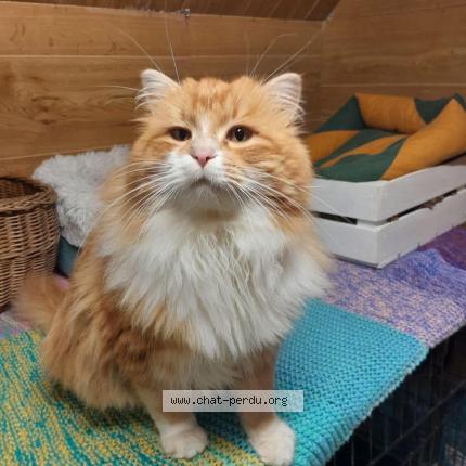 Photo 1/1 Persik Chat perdu à Montgeron