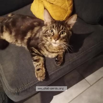 Photo 1/1 Chat retrouvé Perdu à Tourcoing