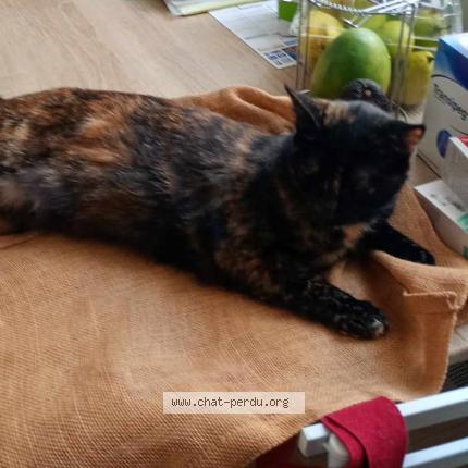 Photo de chat perdu à Montauban 82000
