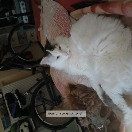 Photo 1/1 Chat retrouvé Perdu à Sens