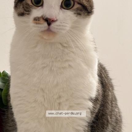 Photo de chat perdu à Courbevoie