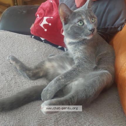 Photo 1/1 Perle Chat perdu à Verdun