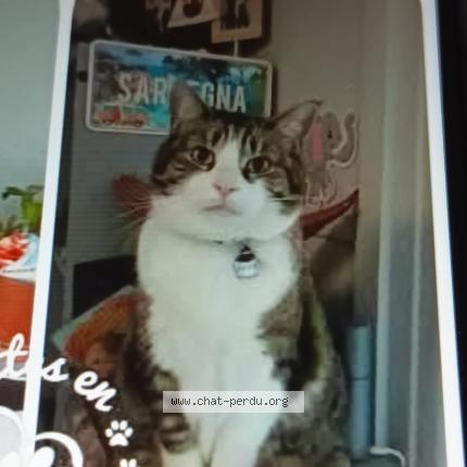 Photo 1/1 Chat retrouvé Perdu à Reims