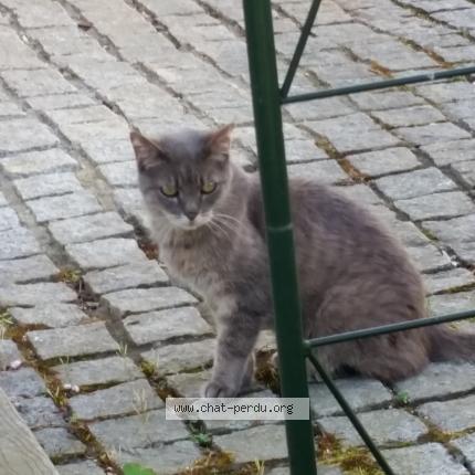 Photo de chat trouvé à La Ravoire