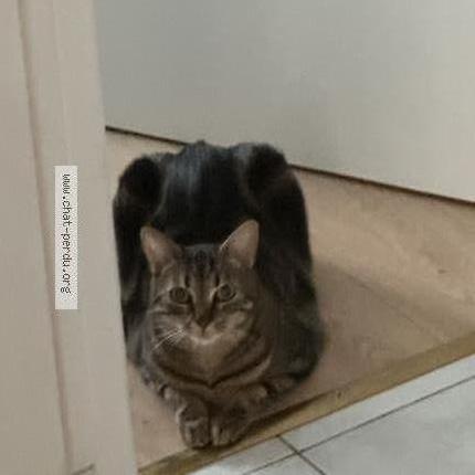 Photo 1/1 Chat retrouvé Perdu à Cholet