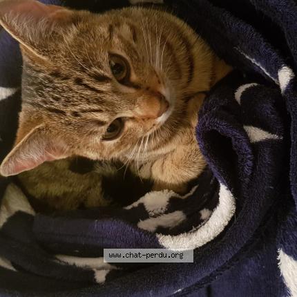 Photo 1/1 Oreo Chat perdu à Guenange
