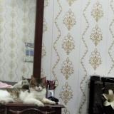 Photo de chat perdu à Lala Musa