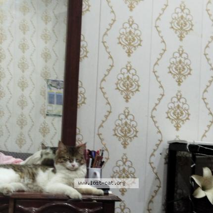 Photo 1/1 Naghman Sharif Chat perdu à Lala musa