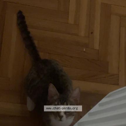 Photo 1/1 Kai Chat perdu à Paris