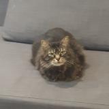 Photo de chat perdu à Coruna