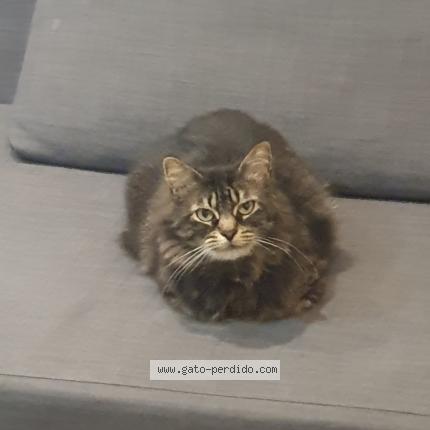 Photo 1/1 Michu Chat perdu à Coruna